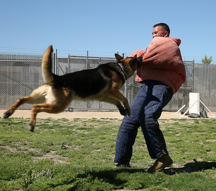 Colli, military working dog, leaps to bite Staff Sgt. Charlie Hardesty, kennel master, Provost Marshal’s Office, while he wears a bite suit during a K-9 demonstration for the "Paws for Reading" program hosted at the base kennels, July 11, 2014.