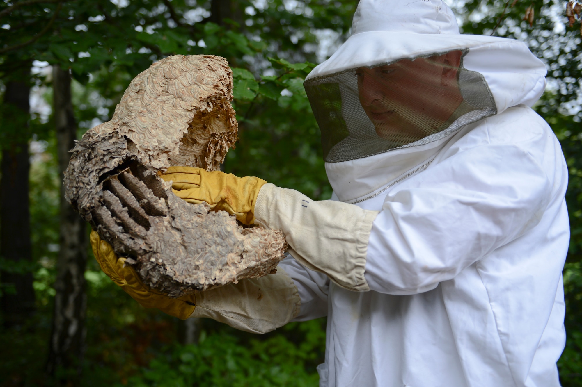 Senior Airman Jonathan Roland, 786th Civil Engineer Squadron pest management journeyman, handles a wasp’s nest on Ramstein Air Base, Germany, July 29, 2014. Pest management conducts base-wide inspections, preventative maintenance and gets rid of unwanted pests on the installation. (U.S. Air Force photo/Airman 1st Class Michael Stuart)