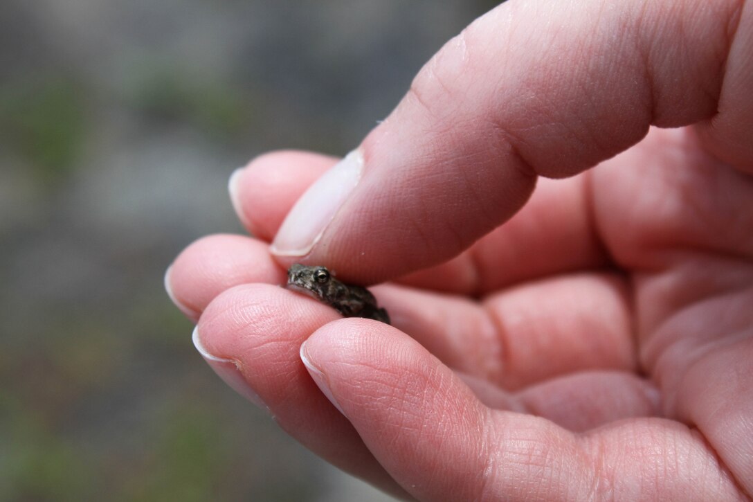 Heather Jensen, a biologist and Strategic Planner for the USACE Philadelphia District, showed students a Spring Peeper frog during a project visit. The students are part of the Camden County Municipal Utilities Authority Green Intern Program and visited with USACE in August of 2014 at the Vineland Chemical Company Superfund Site.