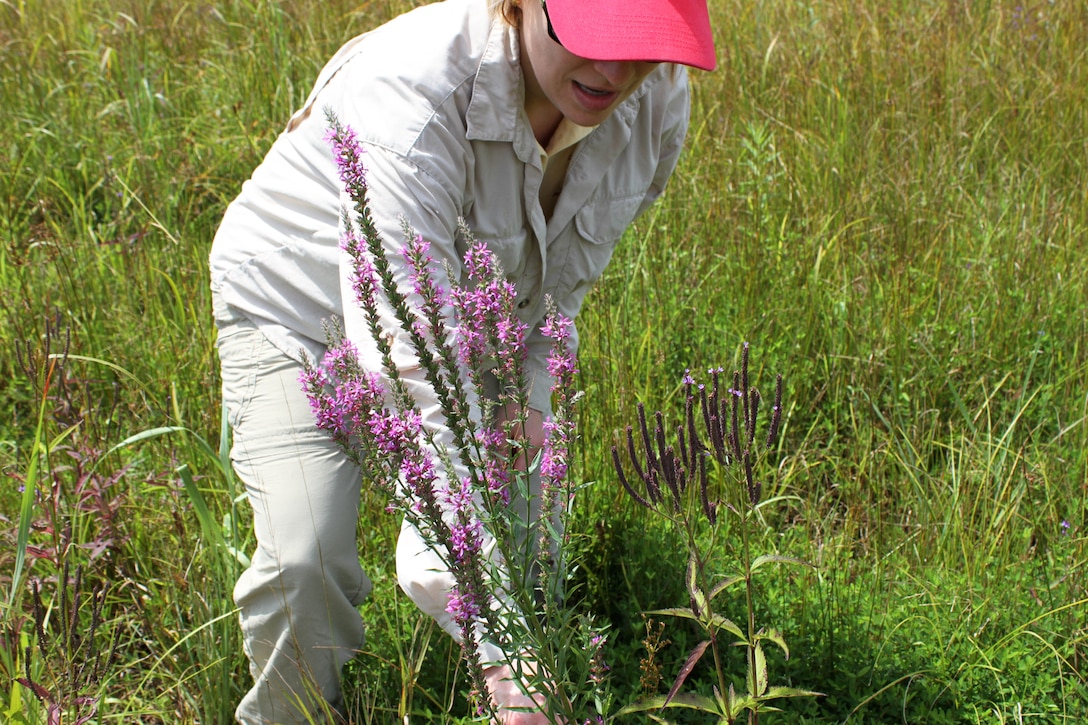 Heather Jensen, a biologist and Strategic Planner for the USACE Philadelphia District, talked to students about invasive and native plant species. The students are part of the Camden County Municipal Utilities Authority Green Intern Program and visited with USACE in August of 2014 at the Vineland Chemical Company Superfund Site. 