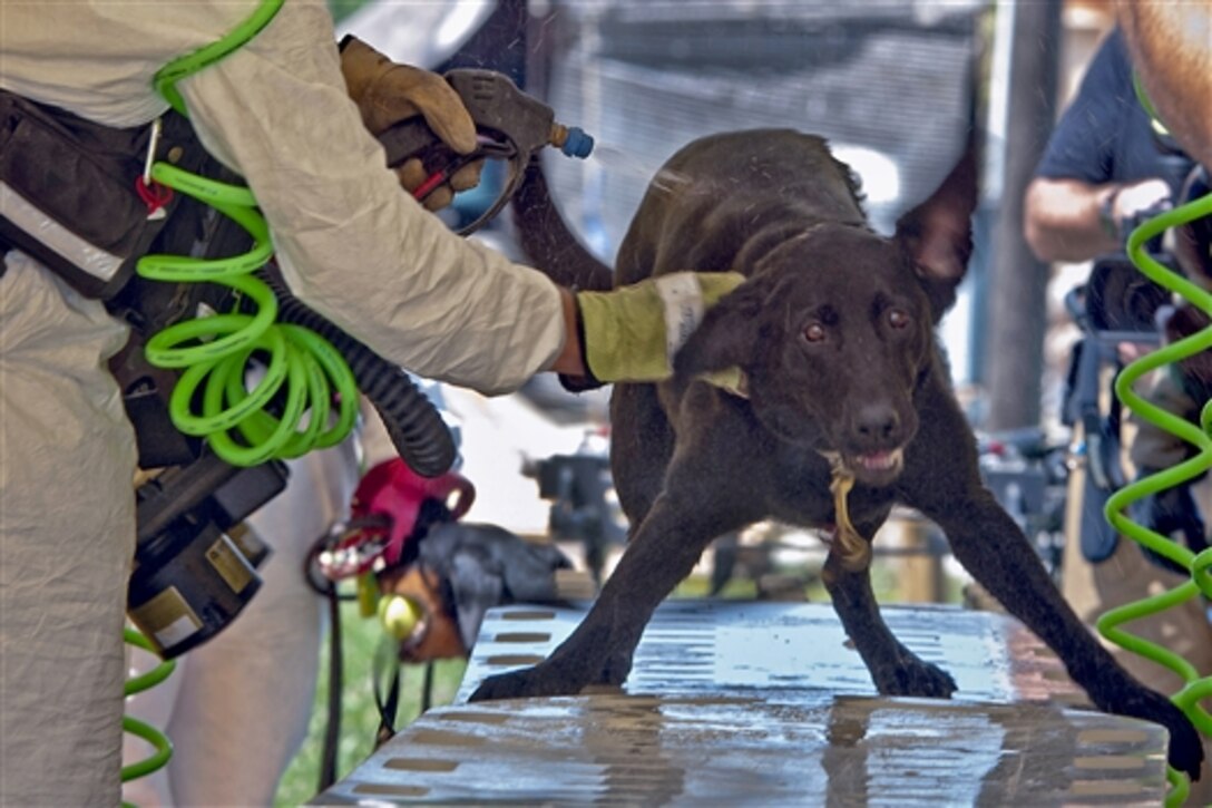 Cirque, a service dog for the Ohio Task Force 1, goes through a decontamination procedure at the hands of his handler, Craig Veldheer, after searching for survivors in radioactive rubble during Vibrant Response at the Muscatatuck Urban Training Complex, Ind., Aug. 4, 2014. U.S. Northern Command conducts the field exercise to train troops and civilians to respond to a catastrophic domestic incident. 