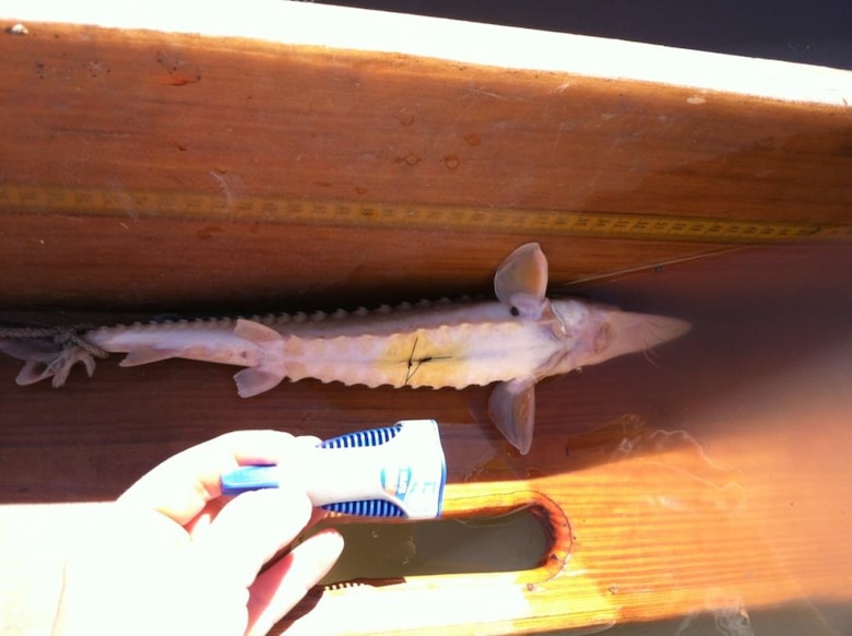 Biologists with the South Carolina Department of Natural Resources (SC DNR) insert a small sonic transmitter inside an Atlantic sturgeon to track its movements via a network of receivers deployed along the Savannah River, Nov. 14, 2013. The procedure is safe for fish and provides reliable data about sturgeon distribution and migration patterns. Photo courtesy of SC DNR.