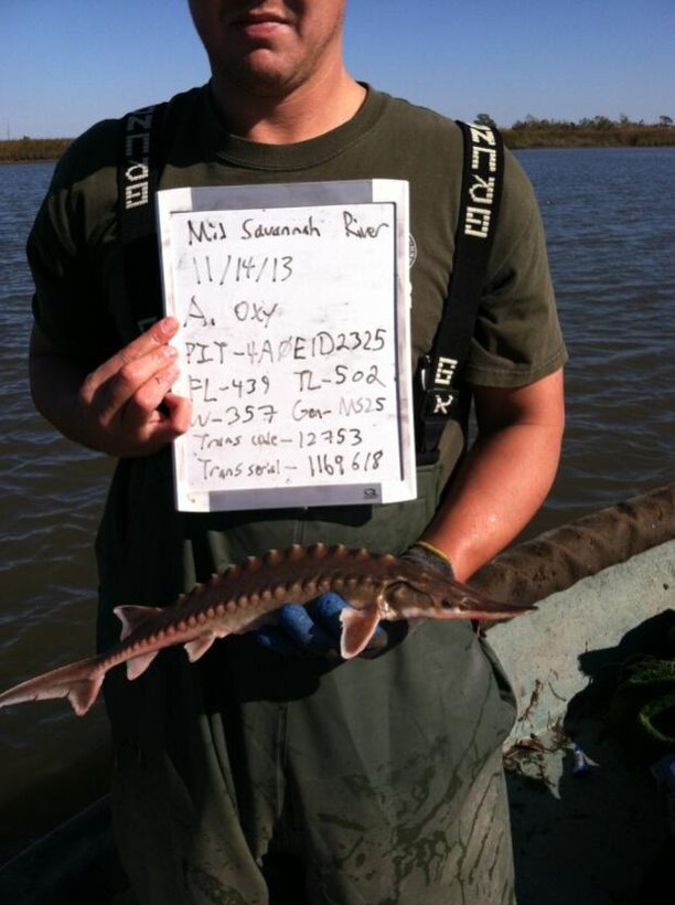 Jeremy Grigsby, a biologist with the South Carolina Department of Natural Resources (SC DNR), tags an Atlantic sturgeon in the Savannah River, Nov. 14, 2013 (ESA permit #16442). Photo courtesy of SC DNR.