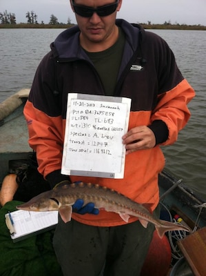 Jeremy Grigsby, a biologist with the South Carolina Department of Natural Resources (SC DNR), tags a shortnose sturgeon in the Savannah River, Nov. 11, 2013 (ESA permit #15677). Photo courtesy of SC DNR.