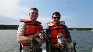 U.S. Air Force Airman 1st Class Jacob Larson and Thomas Olexa, 633rd Civil Engineer Squadron, hold nestling ospreys collected from the Back River near Langley Air Force Base, Va., July 1, 2014. The ospreys were transferred for relocation to the  Illinois Department of Natural Resources, where osprey are a state endangered species, in support of their recovery. (Courtesy photo)