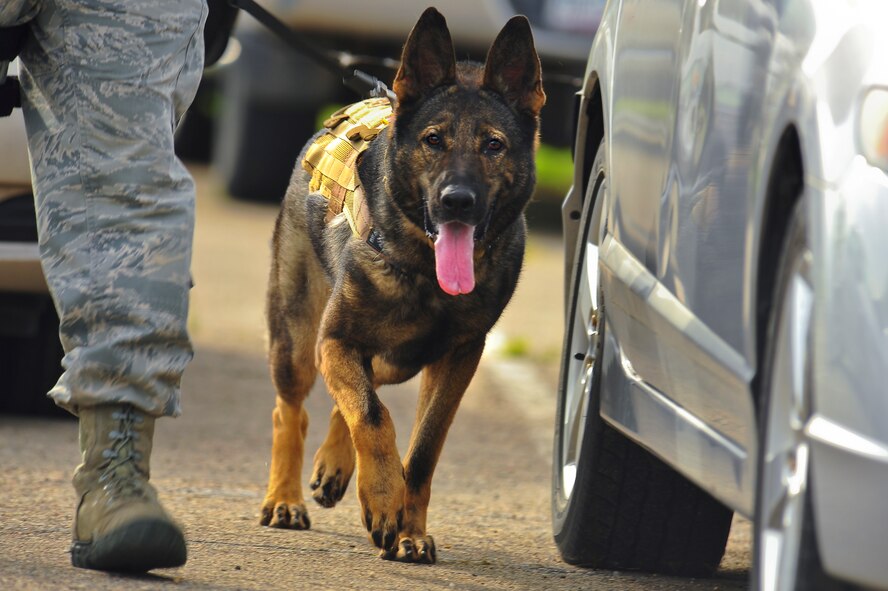 Military working dog Kitty searches vehicles during an exercise on Minot Air Force Base, N.D., Aug. 5, 2014. The purpose of the exercise was to evaluate and validate the integration and response of emergency management, security forces, fire department, bioenvironmental and medical response members in a simulated radiological terrorist incident on Minot AFB. (U.S. Air Force photo/Senior Airman Brittany Y. Bateman)