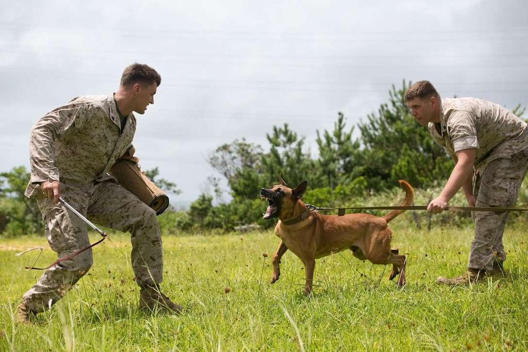 Cpl. Sean McKenzie, right, a Germantown, Maryland native, holds back Benjamin, a military working dog, from subduing Cpl. Nicholas Newell,  a Troy, New York native, during bite work training Aug. 7, 2014 at the Central Training Area, Okinawa, Japan. Bite work trains the dog to subdue a suspect while allowing the handler to maintain control over their dog. Military working dog handlers practiced explosives and narcotics detection, patrolling and bite work training throughout the day. McKenzie and Neville are military working dog handlers with 3rd Law Enforcement Battalion, III Marine Expeditionary Force Headquarters Group, III MEF. 