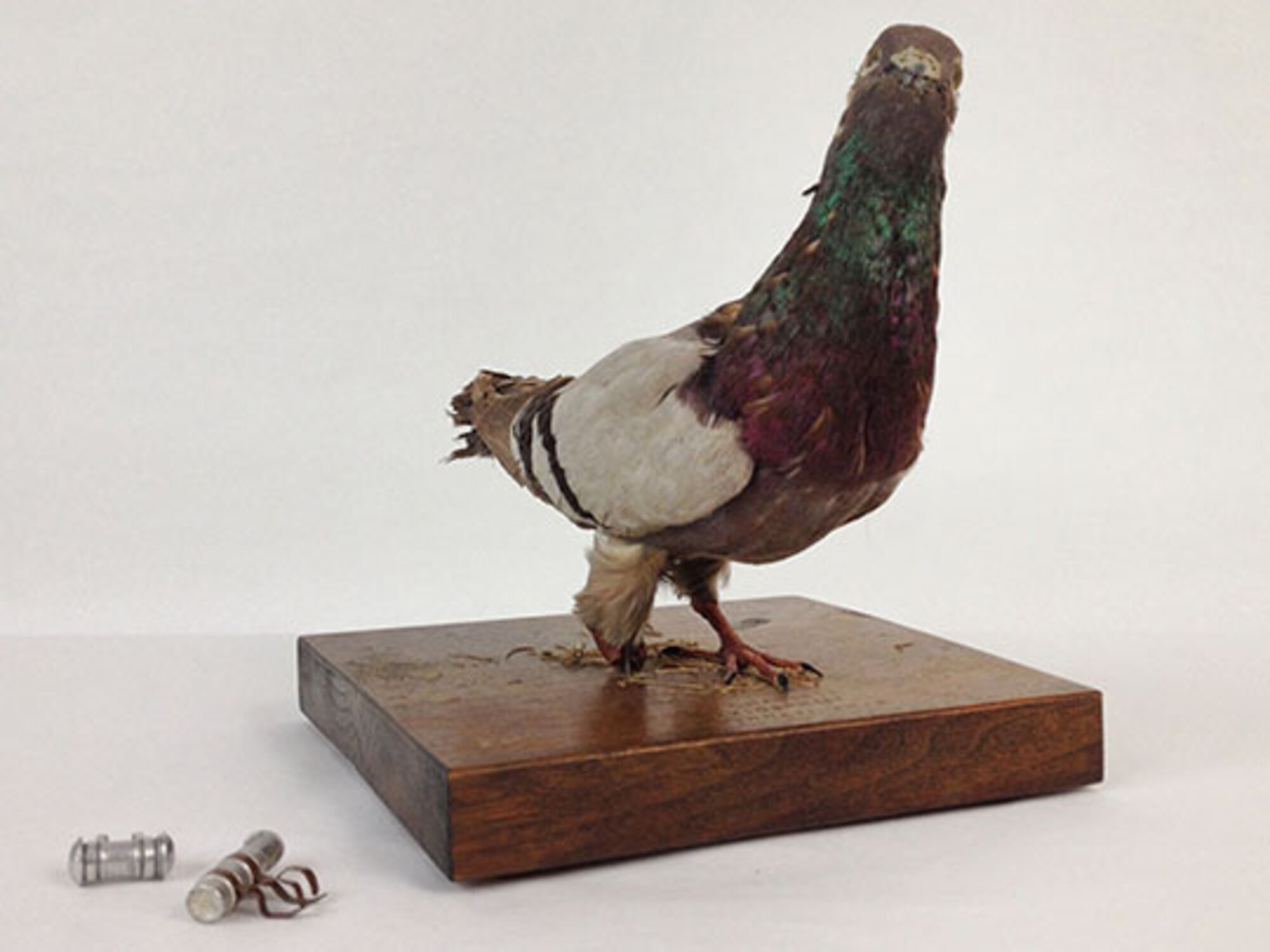 Carrier Pigeon Ww1 Medal