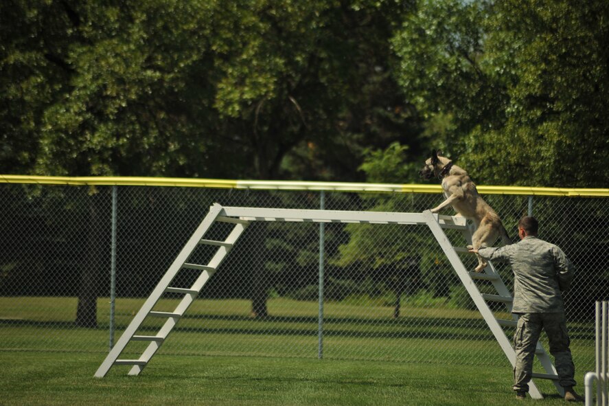 Staff Sgt. Brett Silmon, 319th Security Forces Squadron working military dog handler, directs Arco through the dog walk obstacle during the Iron Dog Course at Apollo Park on Aug. 13, 2014 on Grand Forks, N.D.The Iron Dog Course was one of three smaller competitions featured as part of the North Dakota Peace Officers Association’s K9 Challenge. Silmon and Arco placed first in The Iron Dog competition. (U.S. Air Force photo/Senior Airman Xavier Navarro)