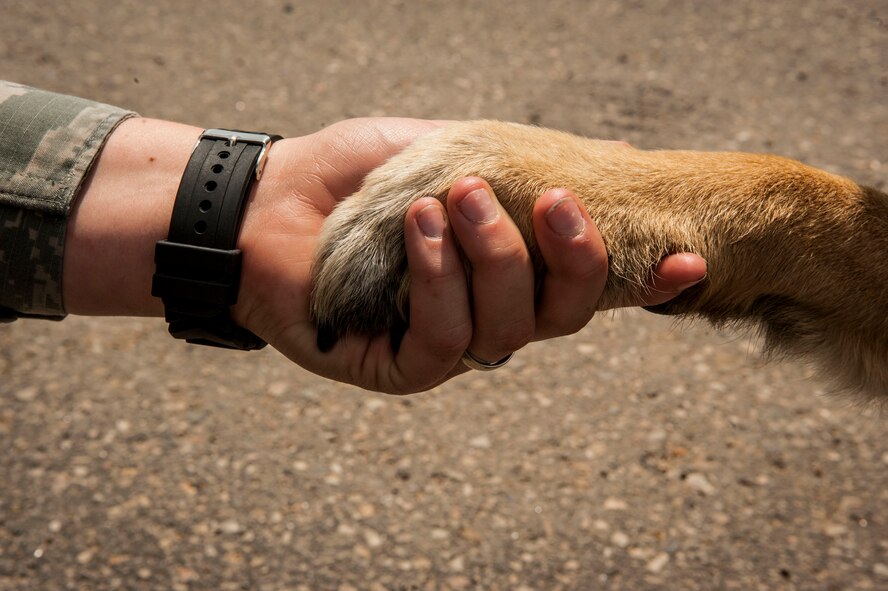 Senior Airman Heather Johnson, 5th Security Forces Squadron military working dog handler, shakes the paw of her MWD Cyndy, on Minot Air Force Base, N.D., July 29, 2014. A regular work day for the two consists of patrols, random searches on vehicles entering and exiting the base, and searches in and around buildings and vehicles. (U.S. Air Force photo/Senior Airman Stephanie Morris)