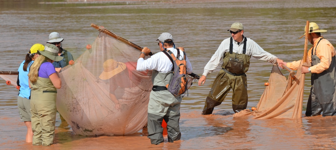 ALBUQUERQUE, N.M., -- Team members utilize the dual-net seining process to collect silvery minnows and other fish in the Rio Grande, July 31, 2014.
