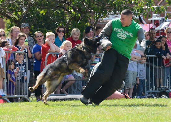 U.S. Air Force Staff Sgt. Joseph Serrano, 100th Security Forces Squadron Military Working Dog handler and trainer from Santa Clarita, Calif., is apprehended by MWD Gandi during a demonstration Aug. 15, 2014, on RAF Mildenhall, England. Team Mildenhall members watched the demo during the RAF Mildenhall’s 80th anniversary celebration. (U.S. Air Force photo/Airman 1st Class Victoria Taylor/Released)