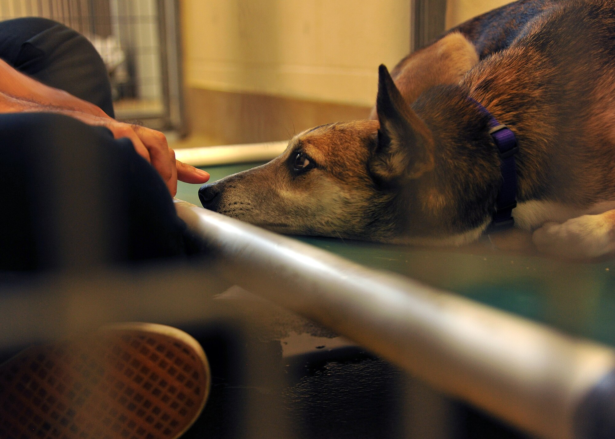 Airman 1st Class Namhoon Kim, 319th Logistics Readiness Squadron customer support apprentice, spends time with Sherri, a German shepherd, to help her become more used to human interaction at the Circle of Friends Humane Society Aug. 6, 2014, in Grand Forks, N.D. Kim is a Mission Viejo, Calif., native and spends his time at the local animal shelter as a volunteer. (U.S. Air Force photo/Senior Airman Xavier Navarro)