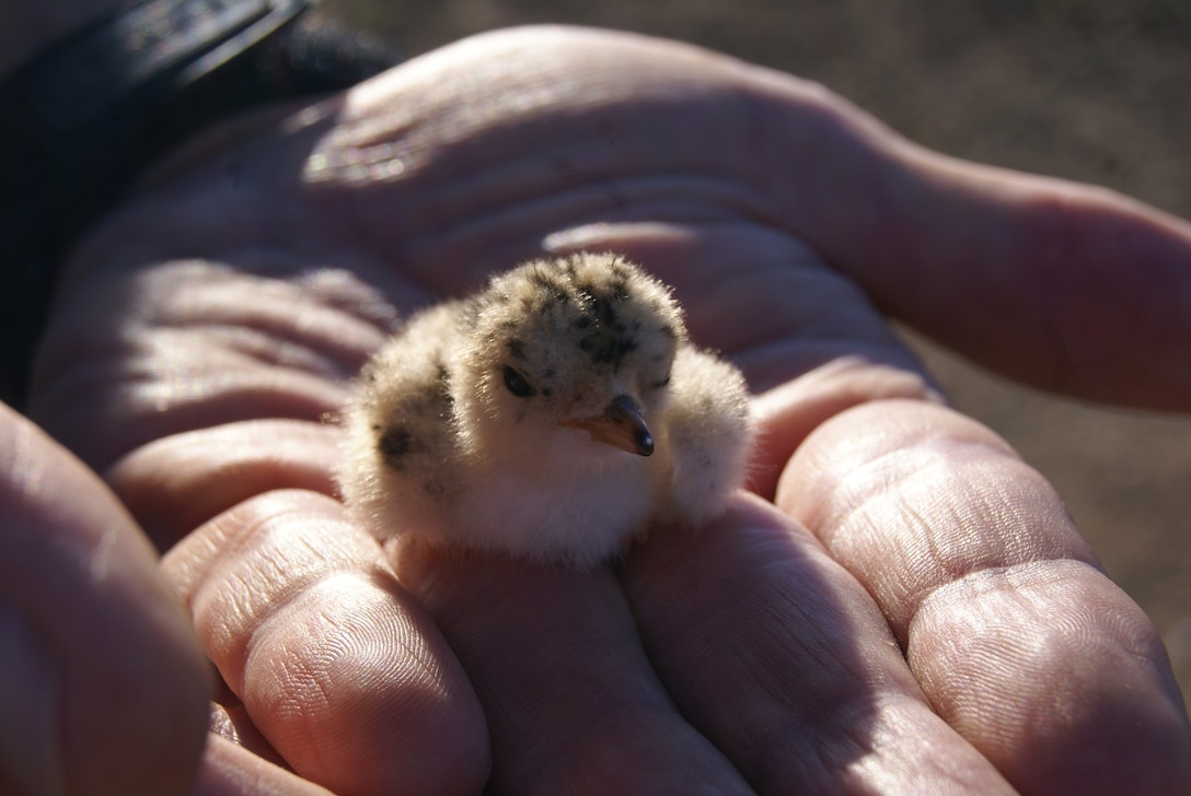 This Interior Least Tern hatchling is no more than three days old. Because it was was hatched so late in the season, its odds of survival are greatly reduced. It should be ready for the flight to South America by late-September if its mother doesn't abandon it.