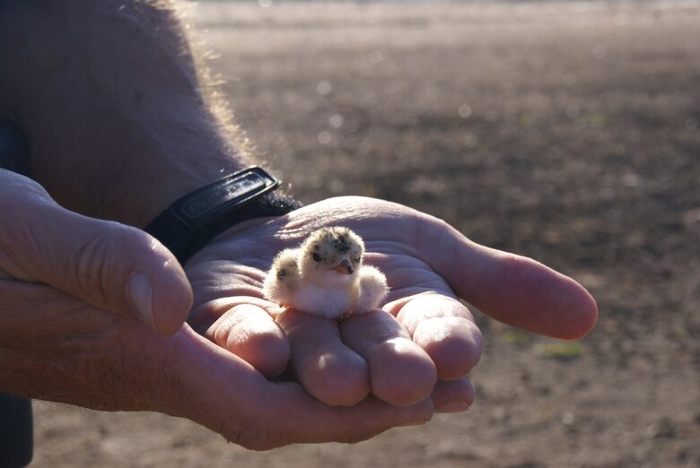 This Interior Least Tern hatchling is no more than three days old. Because it was was hatched so late in the season, its odds of survival are greatly reduced. It should be ready for the flight to South America by late-September if its mother doesn't abandon it.