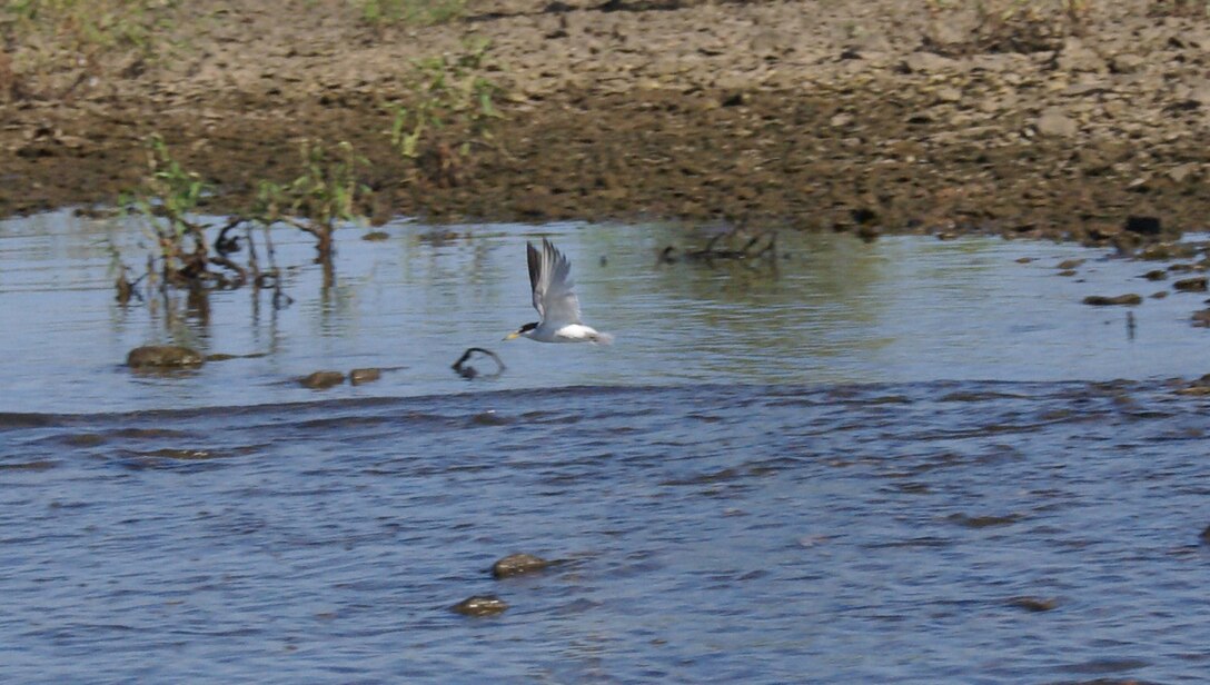An Interior Least Tern flies along the Arkansas River searching for fish.