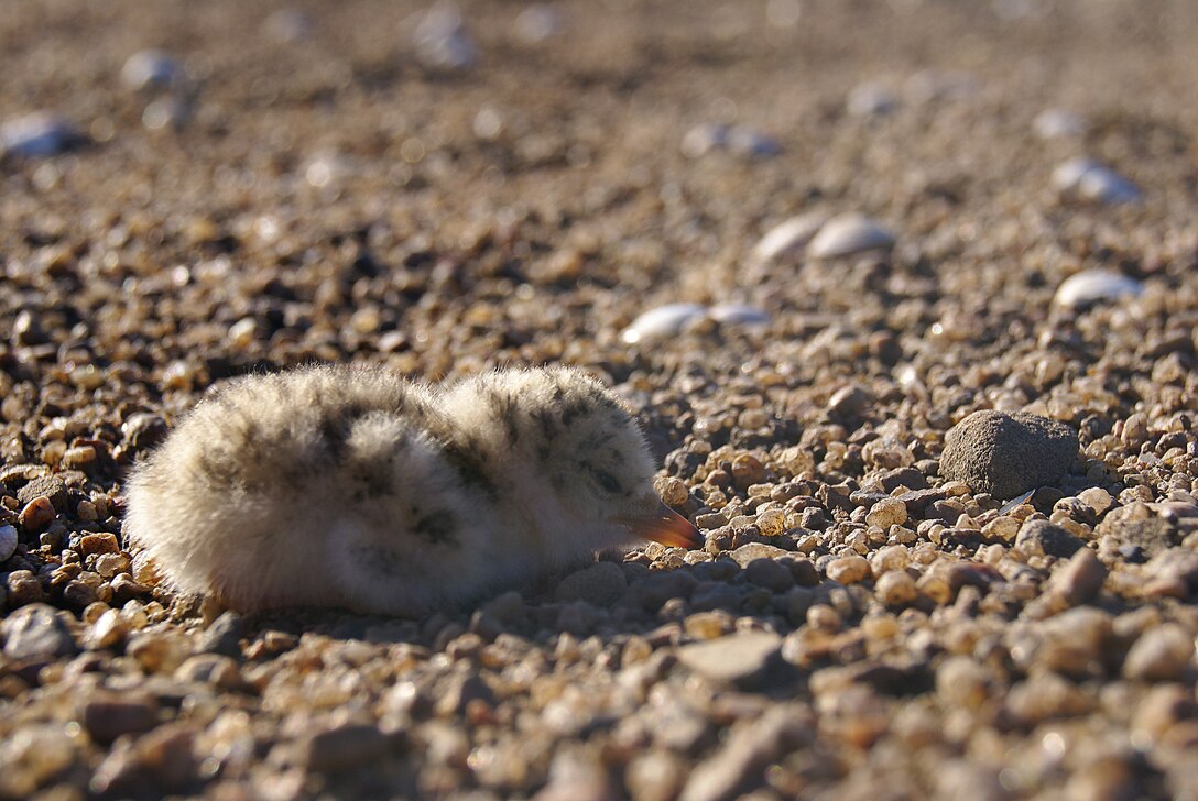 An Interior Least Tern hatchling on an island in the Arkansa River in Tulsa. This hatchling was no more than three days old when this photo was taken.     