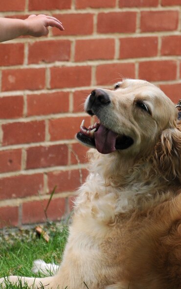 Molly, a dog owned by U.S. Air Force Staff Sgt. Shanan Vigil, 100th Aircraft Maintenance Squadron programs manager from Indianapolis, Ind., greets a child during a “Paws to Read” pet parade and costume contest Aug. 13, 2014, at the library on RAF Mildenhall, England. The girl’s mother held her hand to give her daughter more confidence to touch the dog. (U.S. Air Force photo/Gina Randall/Released)
