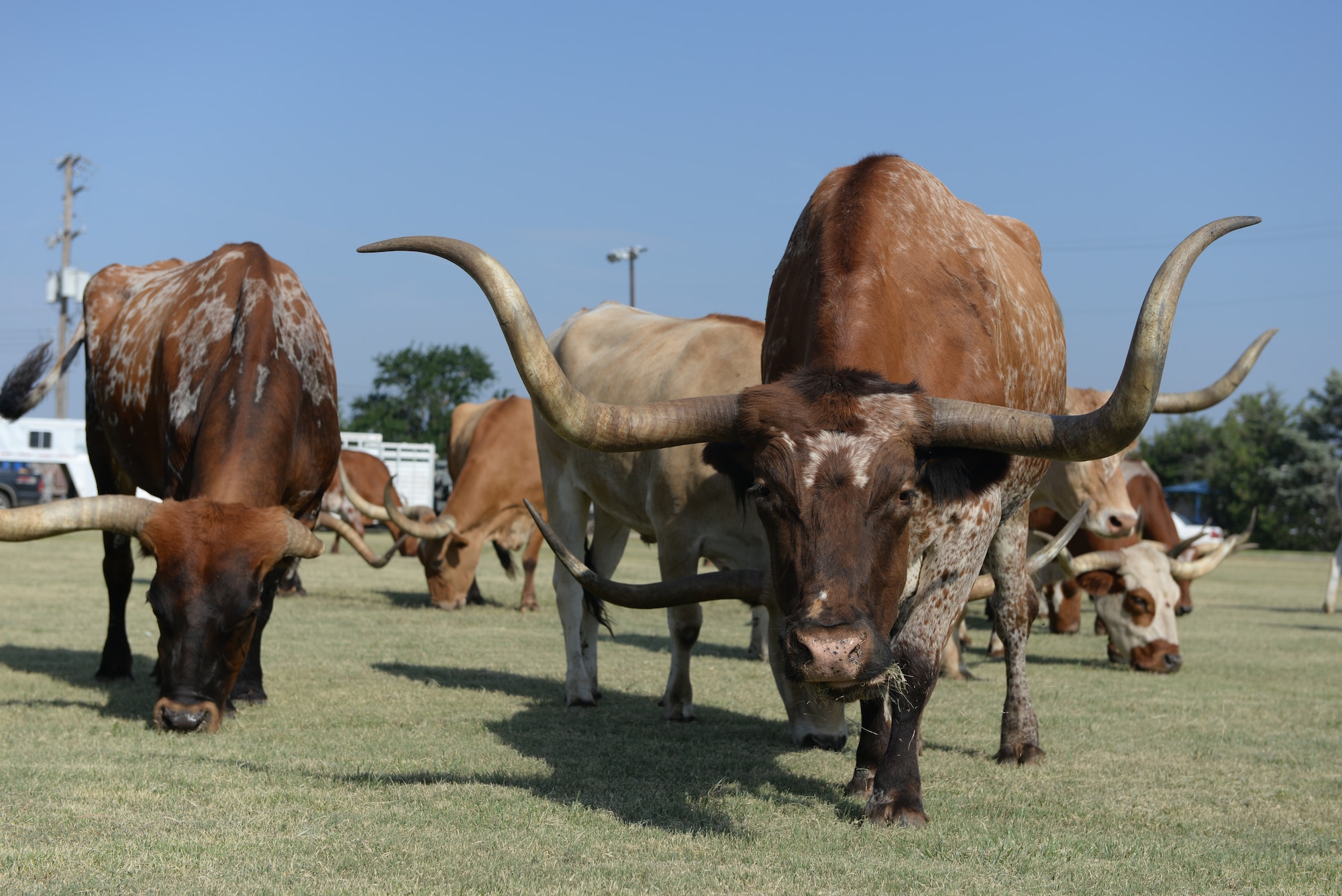 ALTUS AIR FORCE BASE, Okla. – Longhorn cattle graze before the start of the 16th Annual Altus AFB Cattle Drive Aug. 21, 2014. During the event, base leaders and rodeo staff members herd the cattle throughout the base for all to view. The cattle drive has become a precursor for the long-standing annual Great Plains Stampede Rodeo held in the city of Altus, Okla. (U.S. Air Force photo by Senior Airman Dillon Davis/Released)