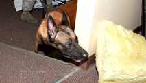 Military working dog, Celo, looks for explosive materials during a building search Aug. 20, 2014, at Moody Air Force Base, Ga. Handlers use the training to test the K-9’s ability to detect and find explosives. (U.S. Air Force photo by Staff Sgt. Eric Summers Jr./Released)