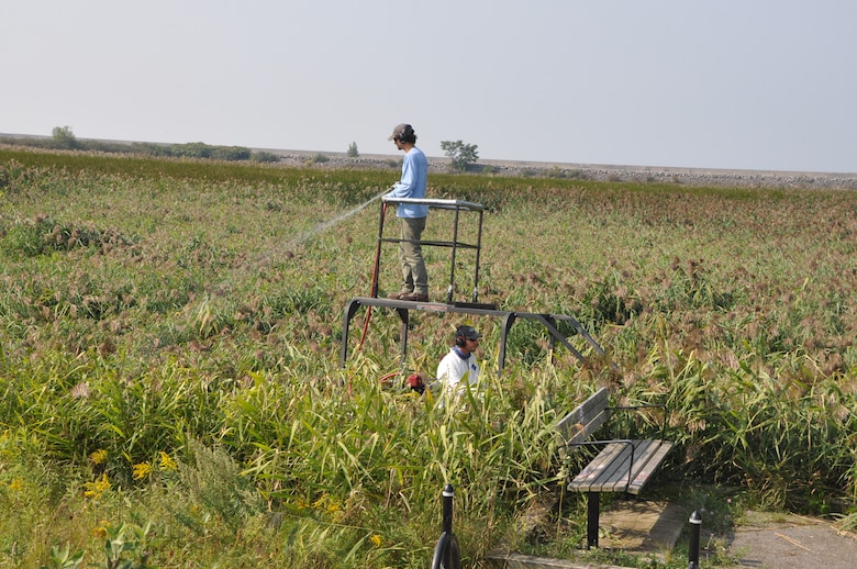 Spraying of herbicide on phragmities at Times Beach, September 2013. 