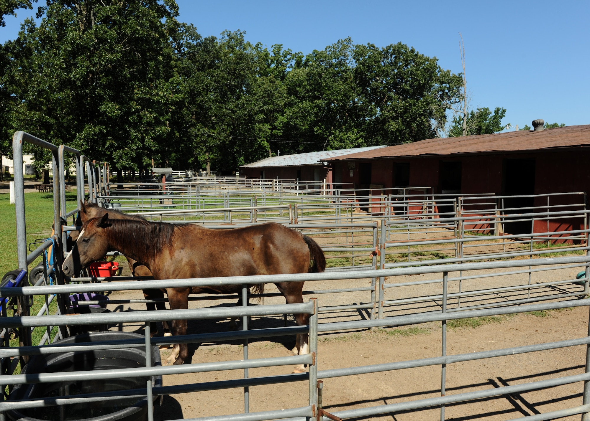 Horses mingle in their pens Aug. 13, 2014, at Little Rock Air Force Base, Ark. Members are responsible for their horse and must take care of its basic needs such as food, water and keeping a clean stall. (U.S. Air Force photo by Airman 1st Class Scott Poe)