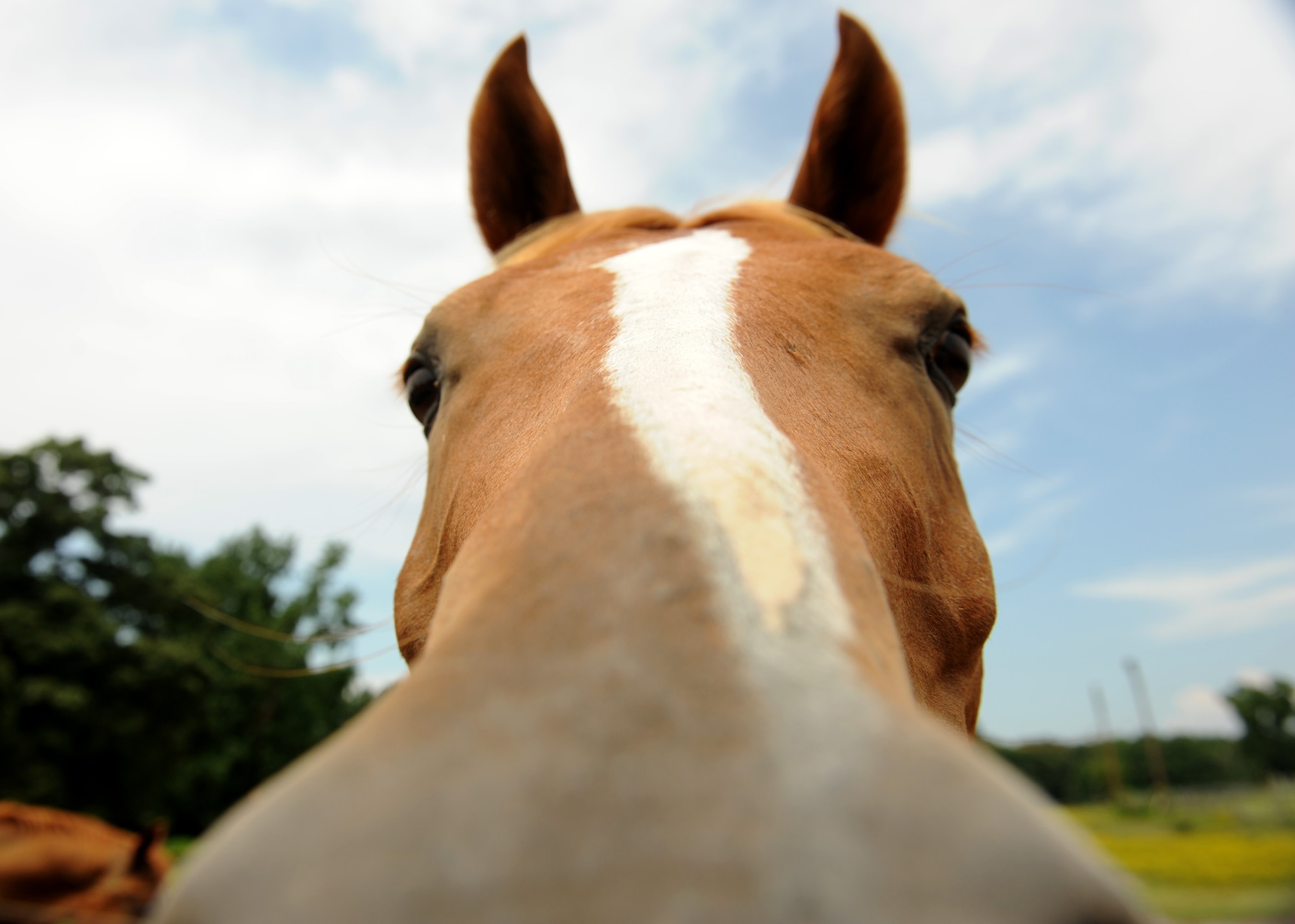 A horse smells a Nikon D700 camera Aug. 9, 2014, at Little Rock Air Force Base, Ark. The riding stables are currently home to more than 30 horses. (U.S. Air Force photo by Airman 1st Class Scott Poe)