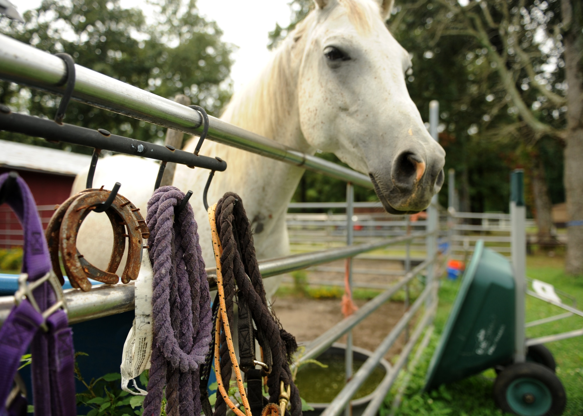 Abu, an Arabian horse, waits to get his medication from his owner Jocelyn Payne Aug. 9, 2014, at Little Rock Air Force Base, Ark. To board a horse call Outdoor Recreation at (501) 987-3365. (U.S. Air Force photo by Airman 1st Class Scott Poe)