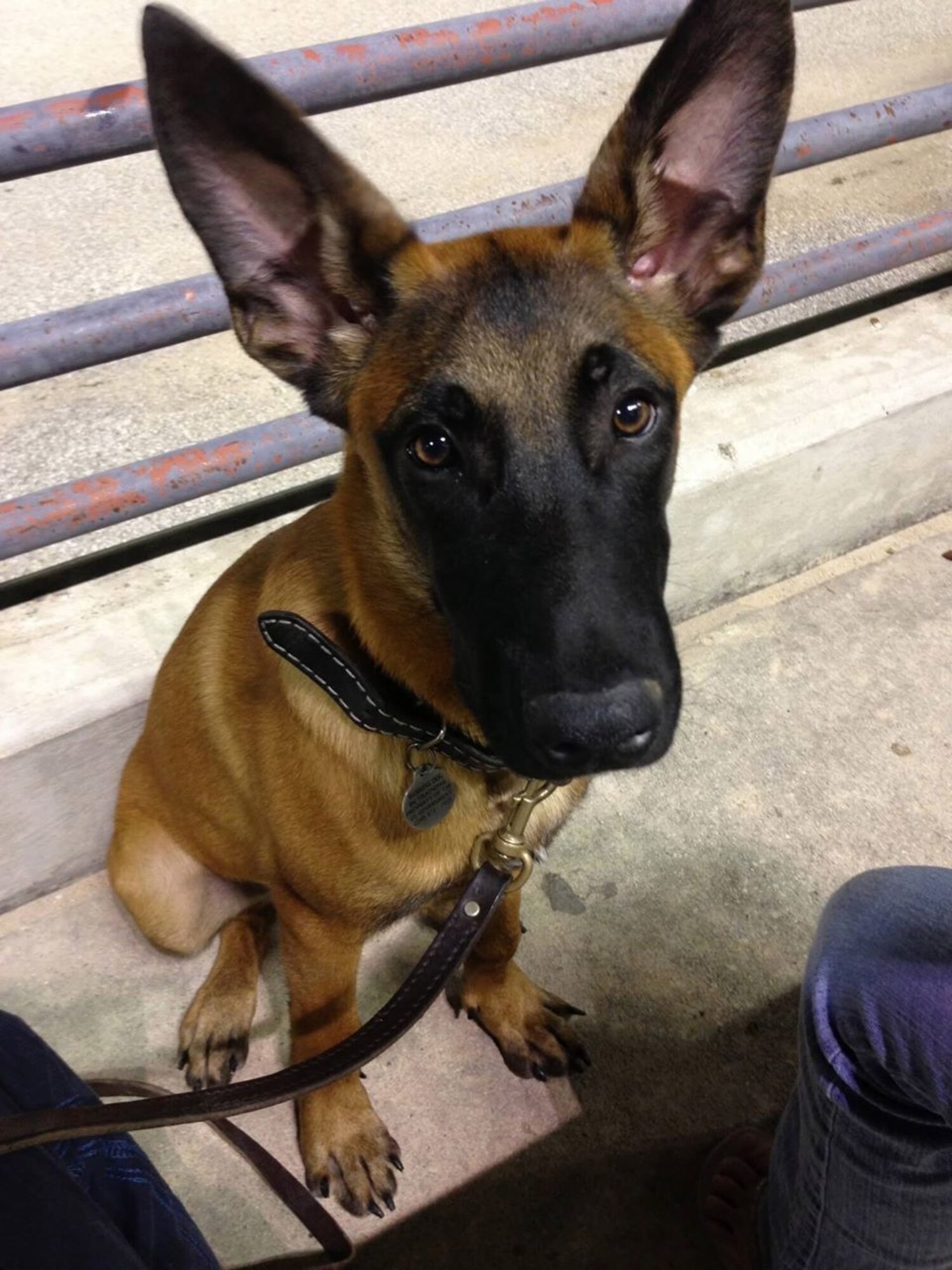 Staff Sgt. Leonard Anderson meets MWD LLeonard. (Courtesy photo) 
