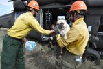 Civilian rescue personnel help a flood evacuee and a pug exit a U.S. Army UH-60 Black Hawk helicopter assigned to the 2nd Battalion, 135th Aviation Regiment, Colorado Army National Guard at Christman Field in Larimer County, Colo., Sept. 16, 2013. Colorado and Wyoming National Guard units were activated to provide assistance to people affected by massive flooding along Colorado's Front Range.