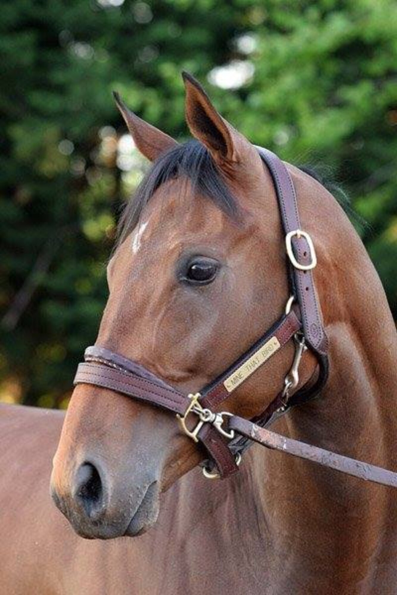 Mine That Bird, 2009 Kentucky Derby Champion. (Courtesy photo)