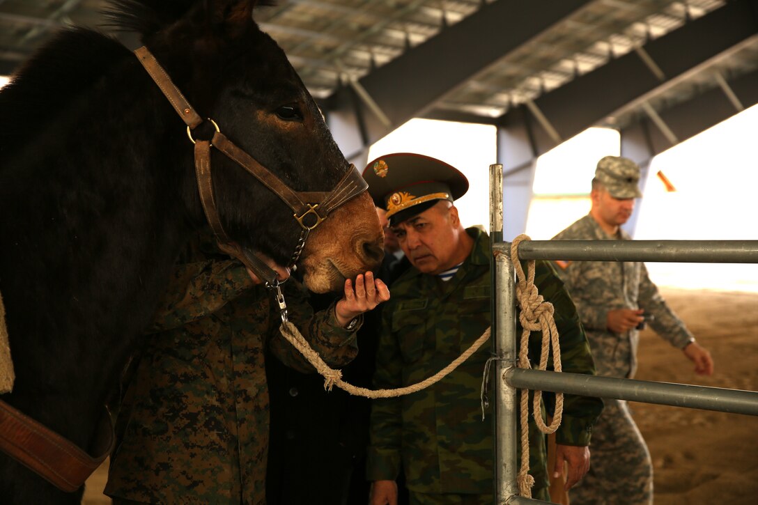 Maj. Gen. Latif Fayziev, advisor to the minister, Tajikistan Ministry of Defense, looks to see the age of a mule at the packing instillation at Marine Corps Mountain Warfare Training Center, Bridgeport Calif., Nov. 19. The age of a mule can be checked through its teeth, rib spacing and the arch in their back. (Official Marine Corps photo by Lance Cpl. Thomas Mudd/ Released)