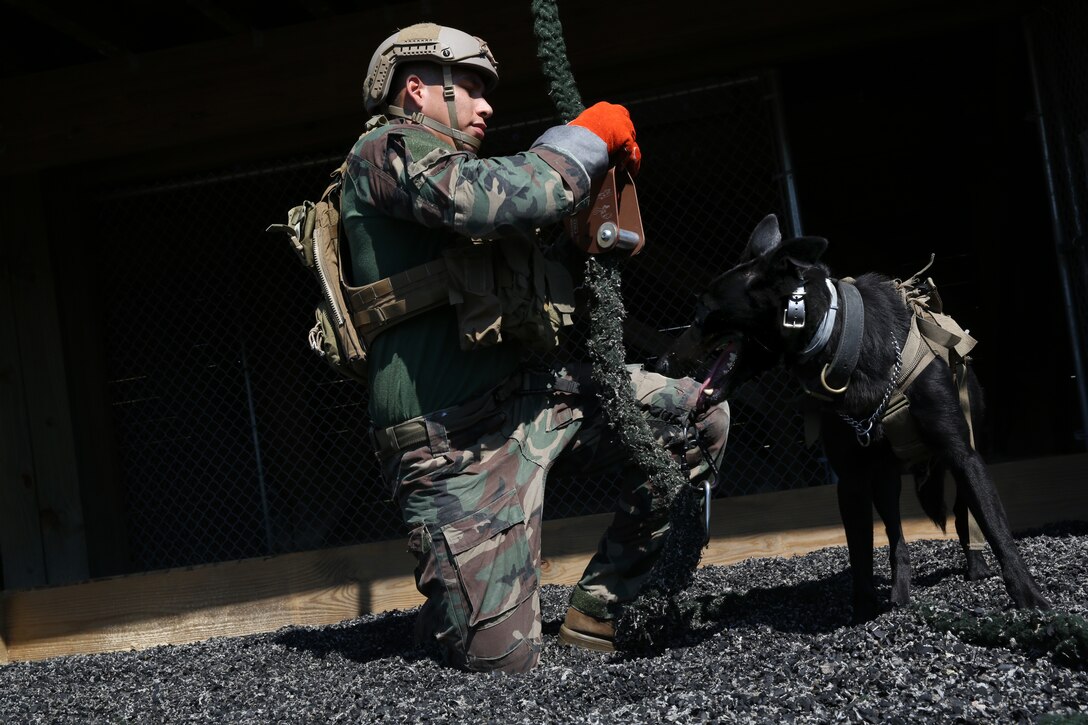 A Multi-Purpose Canine handler, with U.S. Marine Corps Forces Special Operations Command, fast-ropes with his canine aboard Stone Bay, Oct. 1, 2014. As MARSOC continues to demonstrate their capabilities and versatilities, MPC handlers with the command are preparing themselves and their canines for new areas of operation they’ll be deploying to. (U.S. Marine Corps Photo by Cpl. Steven Fox/Released)
