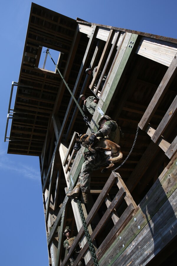 A Multi-Purpose Canine handler, with U.S. Marine Corps Forces Special Operations Command, fast-ropes with his canine aboard Stone Bay, Oct. 1, 2014. As MARSOC continues to demonstrate their capabilities and versatilities, MPC handlers with the command are preparing themselves and their canines for new areas of operation they'll be deploying to. (U.S. Marine Corps Photo by Cpl. Steven Fox/Released)