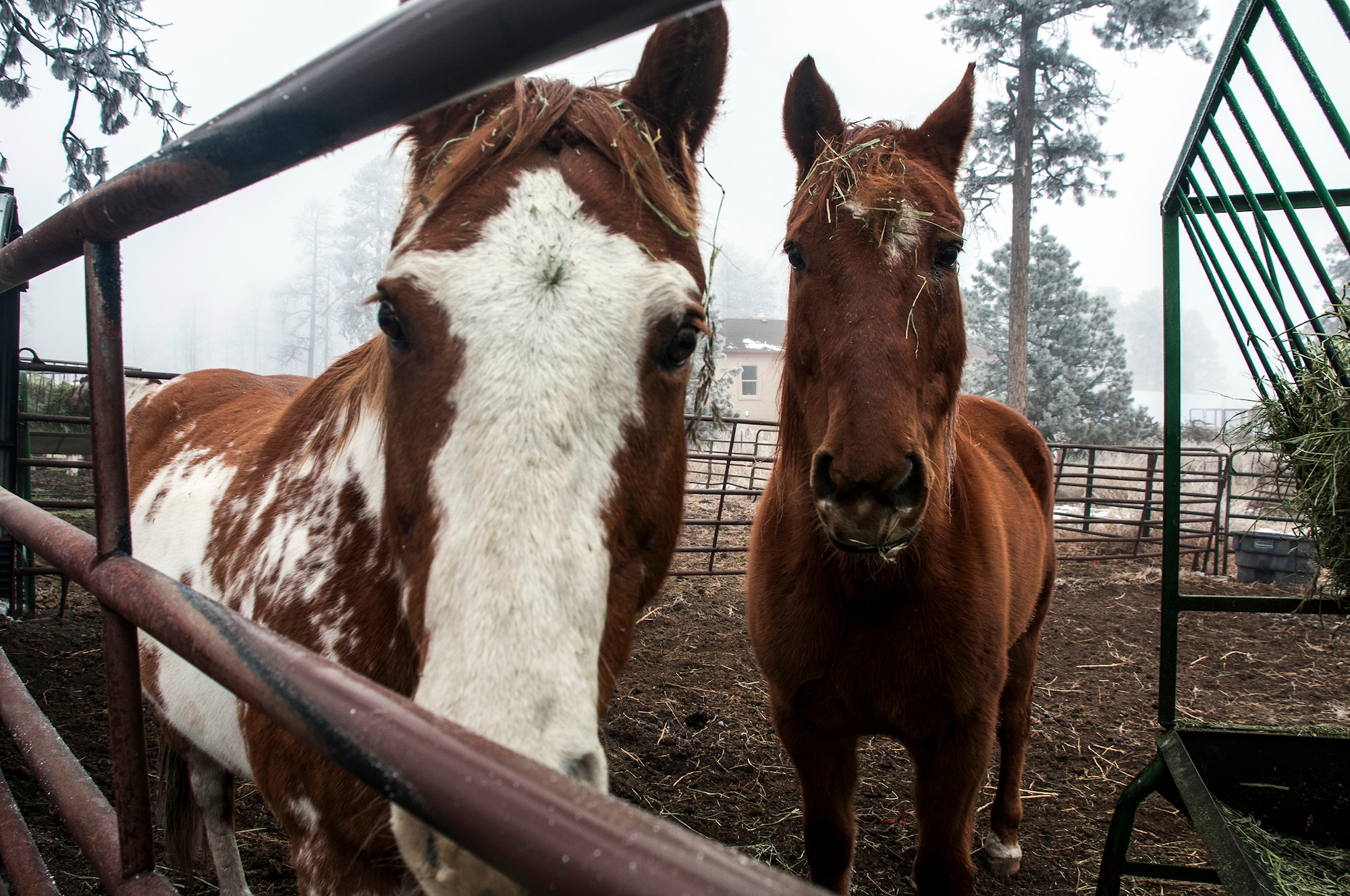 These horses survived the 2013 Black Forest fire and now wait in an enclosed area Nov. 26, 2014, at Black Forest, Colo., until the fences are completely rebuilt. Members of the 25th and 379th Space Range Squadrons helped with the cleanup and rebuilding through the Black Forest Together, a non-profit organization. (U.S. Air Force photo/Staff Sgt. Julius Delos Reyes)