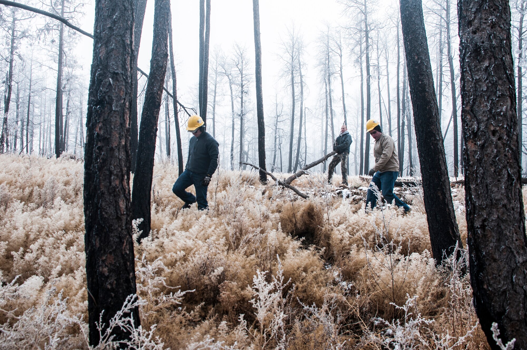 Airmen with the 25th and 379th Space Range Squadrons pick up burnt wood and debris Nov. 26, 2014, at Black Forest, Colo., as part of a volunteer effort with the non-profit Black Forest Together. The organization helps residents recover from the Black Forest fire and mitigate future forest fires. (U.S. Air Force photo/Staff Sgt. Julius Delos Reyes)