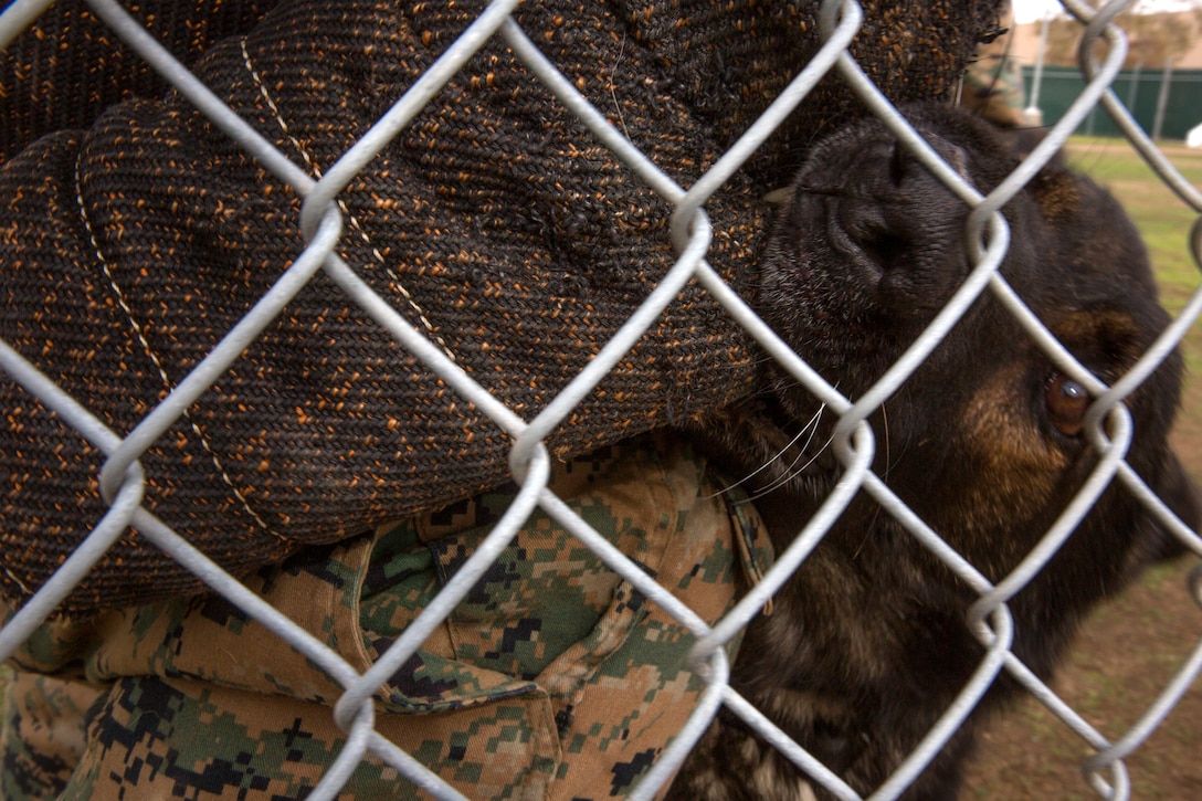 Ralf, a military working dog with the Provost Marshal’s Office Kennel, bites a sleeve during aggression training aboard Marine Corps Air Station Miramar, Calif., Dec. 1. It takes about 160 pounds of pressure to fracture a strong bone and each day these handlers step into the ring with these dogs to be bitten over and over again with each bite ranging up to 265 to 328 pounds of force.