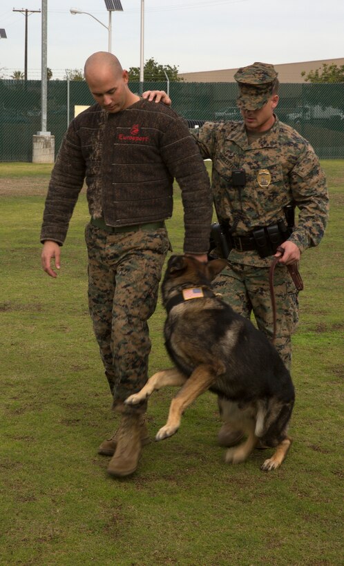 Sgt. Charles Sicklesteel, a military working dog handler, and his partner Ralf, a military working dog, escort Cpl. Michael Tinsley, a military working dog handler, all with the Provost Marshal’s Office Kennel, during aggression training aboard Marine Corps Air Station Miramar, Calif., Dec. 1. Tinsley acted as a mock suspect for the training, allowing Ralf to bite him several times and sharpen his skills.