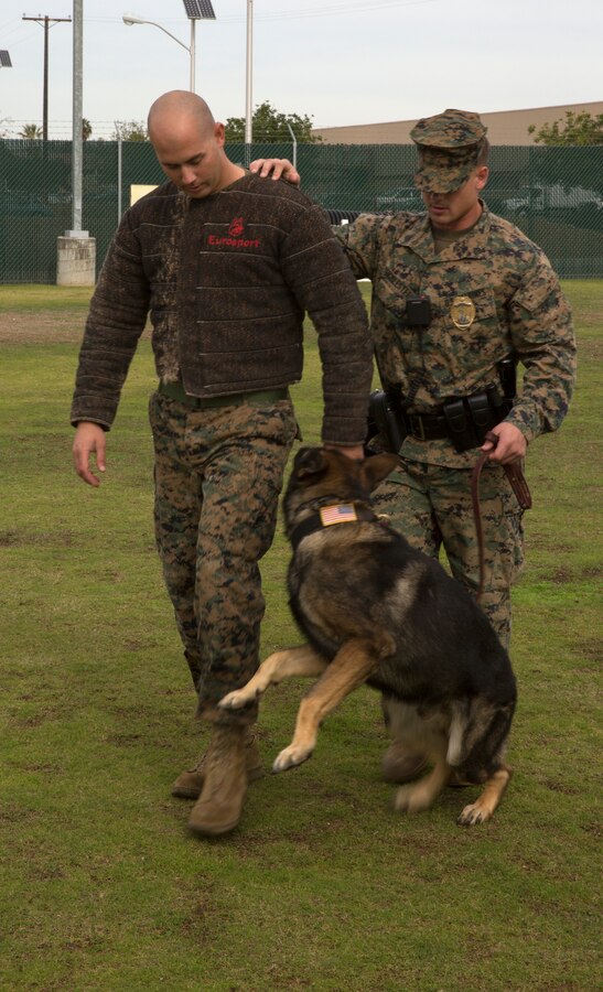 Sgt. Charles Sicklesteel, a military working dog handler, and his partner Ralf, a military working dog, escort Cpl. Michael Tinsley, a military working dog handler, all with the Provost Marshal’s Office Kennel, during aggression training aboard Marine Corps Air Station Miramar, Calif., Dec. 1. Tinsley acted as a mock suspect for the training, allowing Ralf to bite him several times and sharpen his skills.