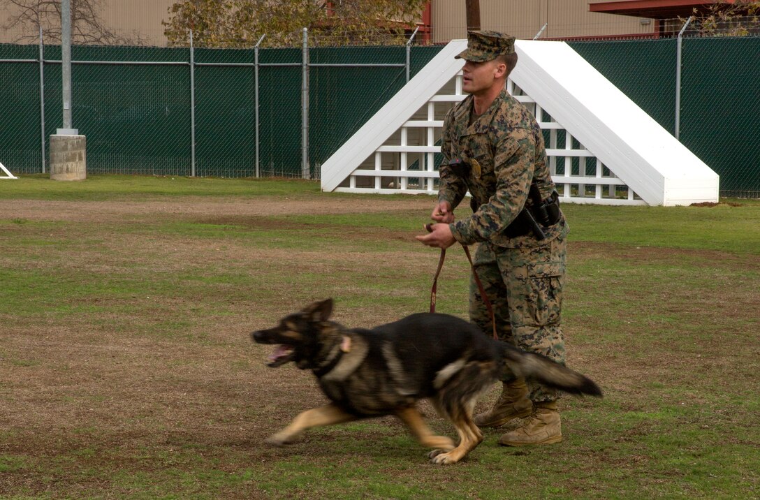 Sgt. Charles Sicklesteel, a military working dog handler with the Provost Marshal’s Office Kennel, releases Ralf, a military working dog with the kennel, during aggression training aboard Marine Corps Air Station Miramar, Calif., Dec. 1. Handlers team up to help train the dogs, which can sometimes mean wearing a protective jacket and being bitten repeatedly.
