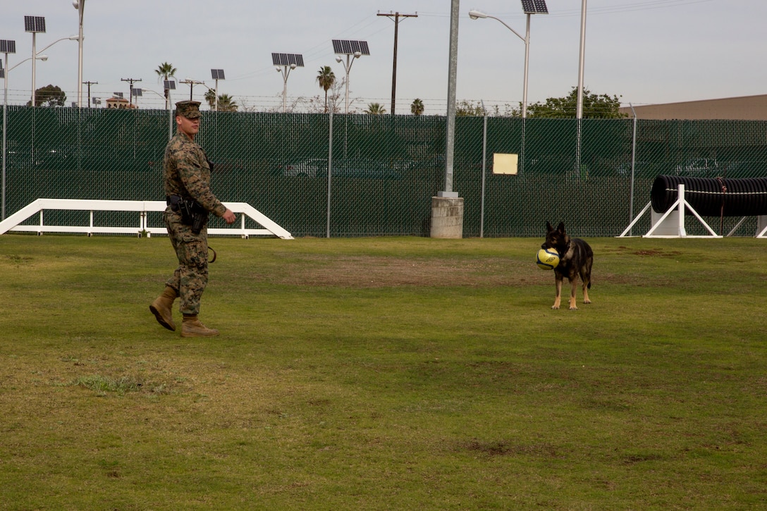 Sgt. Charles Sicklesteel, a military working dog handler with the Provost Marshal’s Office Kennel, rewards his partner Ralf, a military working dog with the kennel, during aggression training aboard Marine Corps Air Station Miramar, Calif., Dec. 1. Sicklesteel and Ralf work to rely on one another to accomplish their missions. Whether it’s training, searching for narcotics or explosives, each of them must trust that the other will do his job right.