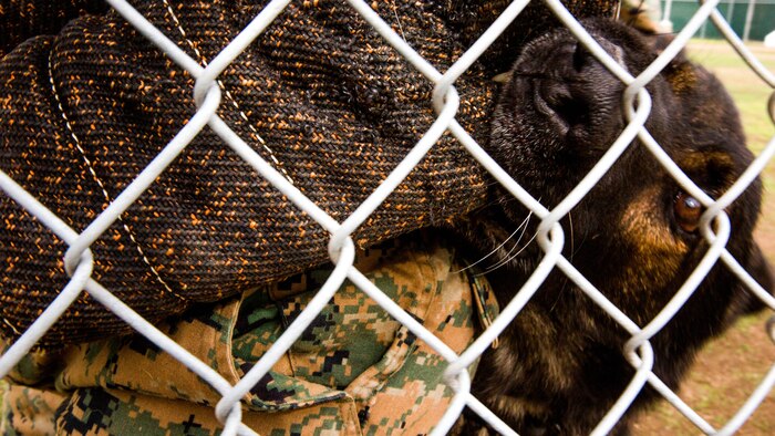Ralf, a military working dog with the Provost Marshal’s Office Kennel, bites a sleeve during aggression training aboard Marine Corps Air Station Miramar, Calif., Dec. 1. It takes about 160 pounds of pressure to fracture a strong bone and each day these handlers step into the ring with these dogs to be bitten over and over again with each bite ranging up to 265 to 328 pounds of force.