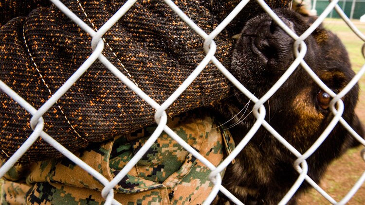 Ralf, a military working dog with the Provost Marshal’s Office Kennel, bites a sleeve during aggression training aboard Marine Corps Air Station Miramar, Calif., Dec. 1. It takes about 160 pounds of pressure to fracture a strong bone and each day these handlers step into the ring with these dogs to be bitten over and over again with each bite ranging up to 265 to 328 pounds of force.