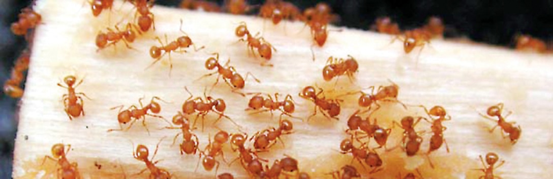 A multiagency response has been launched statewide to survey and treat potential infestations of little fire ant, or wasmannia auropunctata. The Hawaii Department of Agriculture encourages members of the community to test their homes and yards and report possible LFA presence. (Photo courtesy of Hawaii Department of Agriculture)