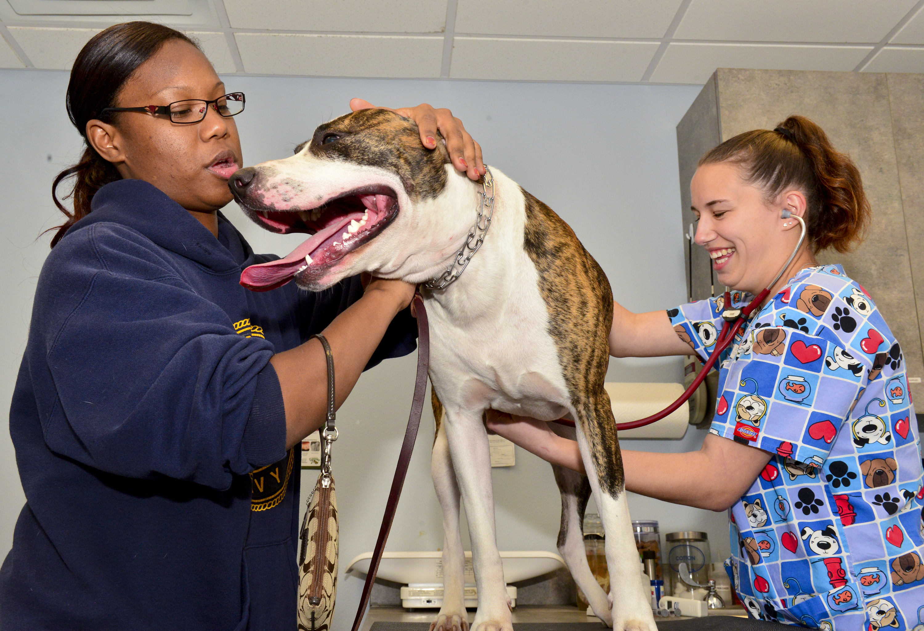 vet clinic provides care for barksdale s pets