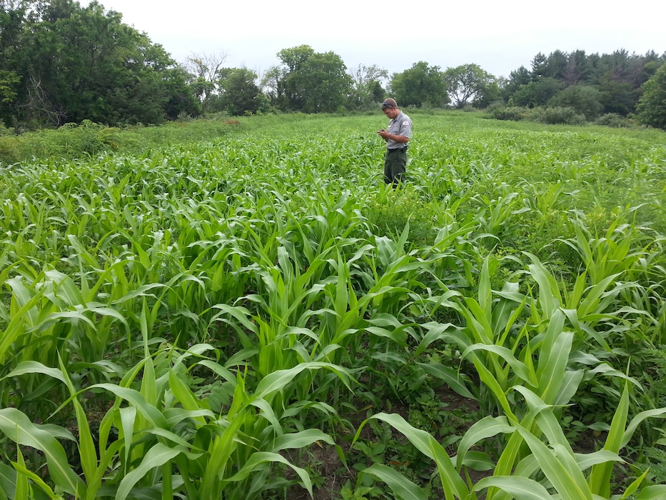 Milo food plots like the one shown here provide a great source of food for all types of wildlife.  The smaller grain is utilized by many upland bird species like quail, pheasants and turkeys.  Along with providing a food source, Milo also provides excellent habitat cover during the winter months. 