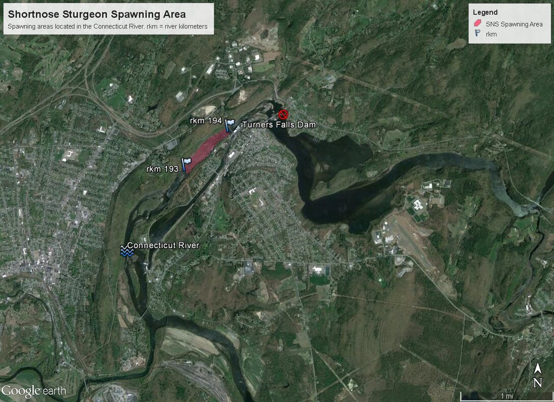 Shortnose Sturgeon spawning areas located in the Connecticut River south of Turners Fall Dam in Massachusetts.