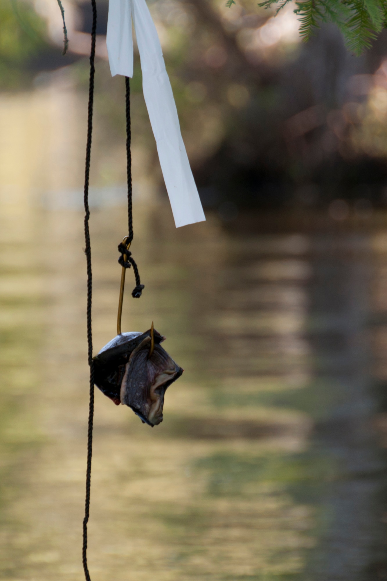 A hook is ready for an unwitting alligator to take its bait at Chicot State Park in Ville Platte, La., Sept. 4, 2014.   This alligator season, Wounded War Heroes of Lousiana and Master Sgt. Darryl Moore, 307th Force Support Squadron first sergeant, teamed up to coordinate a special hunt for wounded veterans.   Although this bait never did lure an alligator, plenty of others did.  The grateful veterans bagged dozens of alligators in the Louisiana waterways over the course of two days.    (U.S. Air Force photo by Tech. Sgt. Ted Daigle/Released)