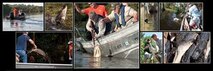 Alligator hunters and their guide navigate the waterways of Chicot State Park during an alligator in Ville Platt, La., Sept. 3, 2014.   The hunters took part in the special hunt set up through the Wounded War Heroes of Louisiana.   Only forty alligators can be taken from these waters each year through a special permit from the Louisiana Department of Wildlife and Fisheries. (U.S. Air Force photo by Tech. Sgt. Ted Daigle/Released)