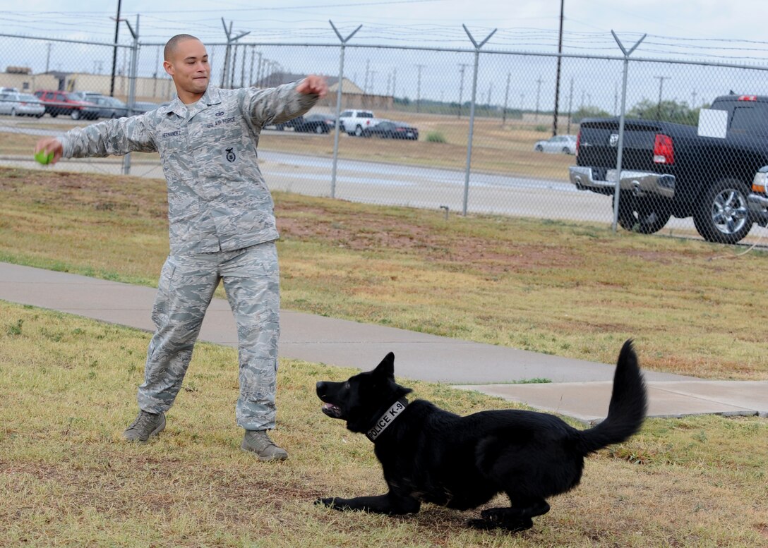 Staff Sgt. Andre Hernandez throws a ball for his dog, Ivan, Nov. 14, 2014, at Dyess Air Force Base, Texas. Once a dog has performed his duties correctly and adequately during training and demonstrations, they are rewarded with a toy for complying with their handler. Hernandez is a 7th Security Forces Squadron K-9 military working dog handler. (U.S. Air Force photo/Senior Airman Shannon Hall)